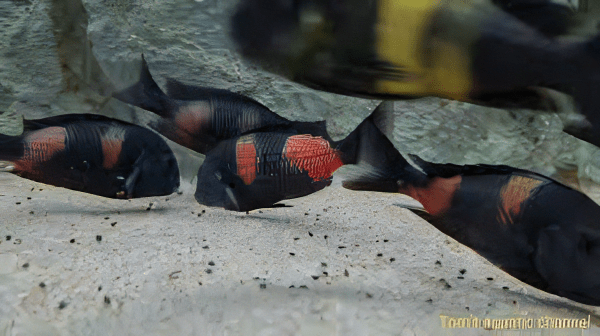 Tropheus Bulu Point Tanganyikan African Cichlids 4cm - Real Aquatics