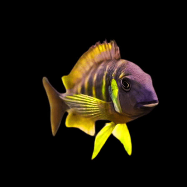 Tropheus Brichardi Canary Cheek Tanganyikan African Cichlids 4cm - Real Aquatics