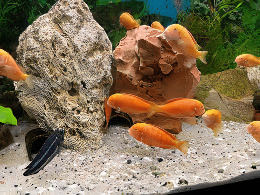 Tropheus Chipimbi Albino Tanganyikan African Cichlids 4cm - Real Aquatics