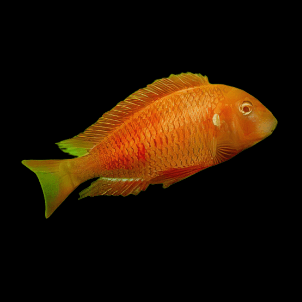 Tropheus Chipimbi Albino Tanganyikan African Cichlids 4cm - Real Aquatics