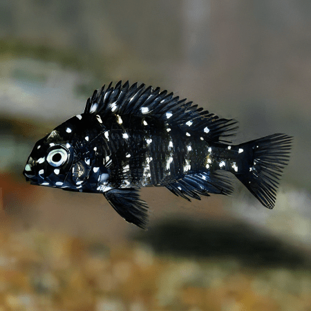 Tropheus Duboisi Tanganyikan African Cichlids 4cm - Real Aquatics
