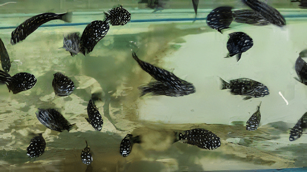 Tropheus Duboisi Tanganyikan African Cichlids 4cm - Real Aquatics