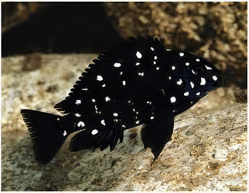 Tropheus Duboisi Tanganyikan African Cichlids 4cm - Real Aquatics