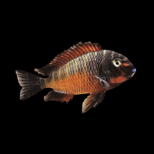 Tropheus Firefox Tanganyikan African Cichlids 4cm - Real Aquatics