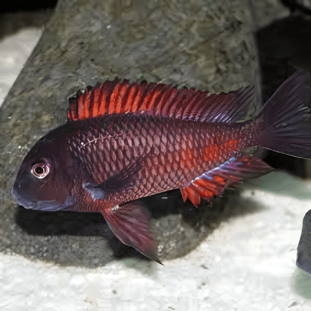 Tropheus Firefox Tanganyikan African Cichlids 4cm - Real Aquatics