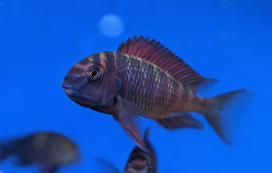 Tropheus Firefox Tanganyikan African Cichlids 4cm - Real Aquatics