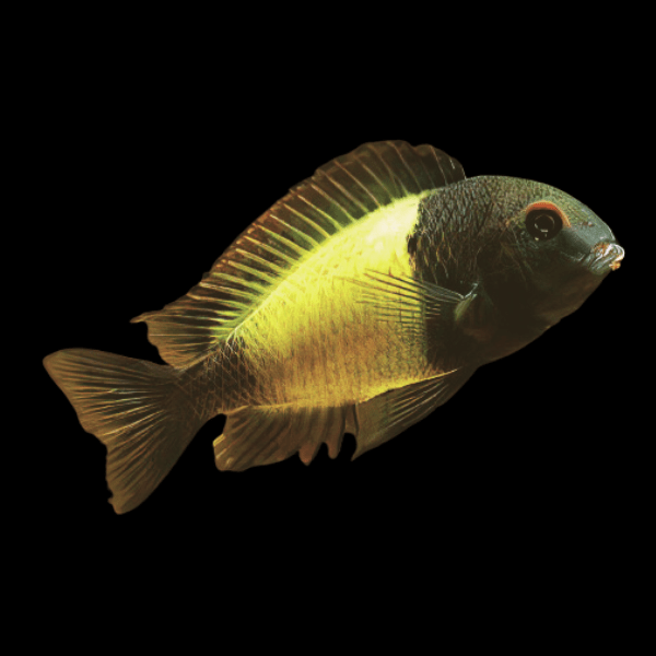 Tropheus Kaiser Ikola Tanganyikan African Cichlids 4cm - Real Aquatics