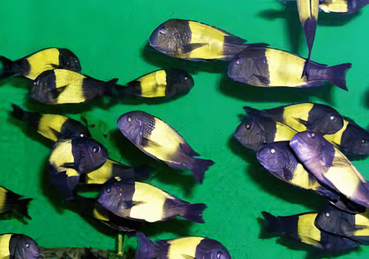 Tropheus Kiriza Kaiser Tanganyikan African Cichlids 4cm - Real Aquatics