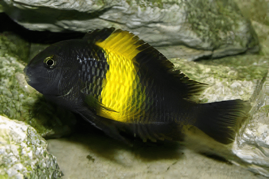 Tropheus Kiriza Kaiser Tanganyikan African Cichlids 4cm - Real Aquatics