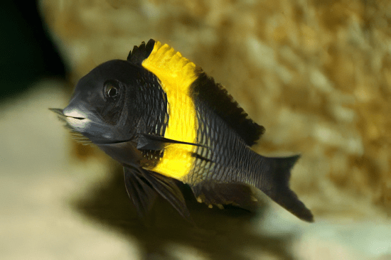 Tropheus Kiriza Kaiser Tanganyikan African Cichlids 4cm - Real Aquatics