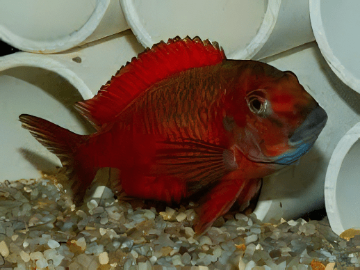 Tropheus Moliro Firecracker Tanganyikan African Cichlids 4cm - Real Aquatics