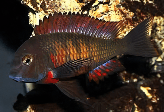 Tropheus Moliro Firecracker Tanganyikan African Cichlids 4cm - Real Aquatics