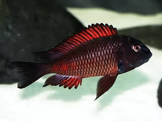 Tropheus Moliro Firecracker Tanganyikan African Cichlids 4cm - Real Aquatics
