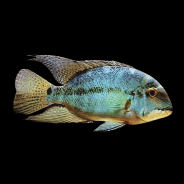 True Parrot Cichlid Hoplarchus Psittatus 10cm - Real Aquatics