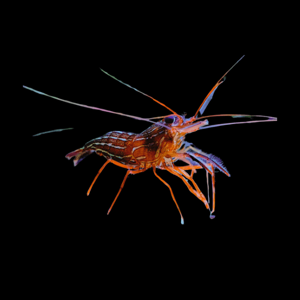 True Peppermint Shrimp Lysmata Wurdemanni - Real Aquatics