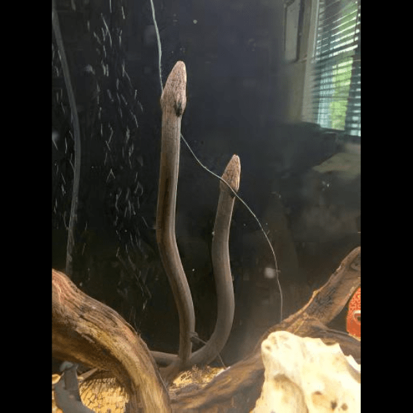 Tulip Swamp Eel Monopterus Albus 15cm - Real Aquatics