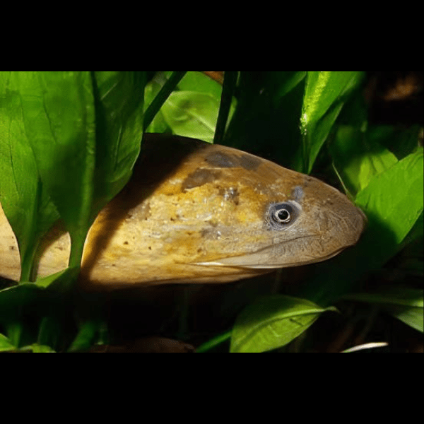 Tulip Swamp Eel Monopterus Albus 15cm - Real Aquatics