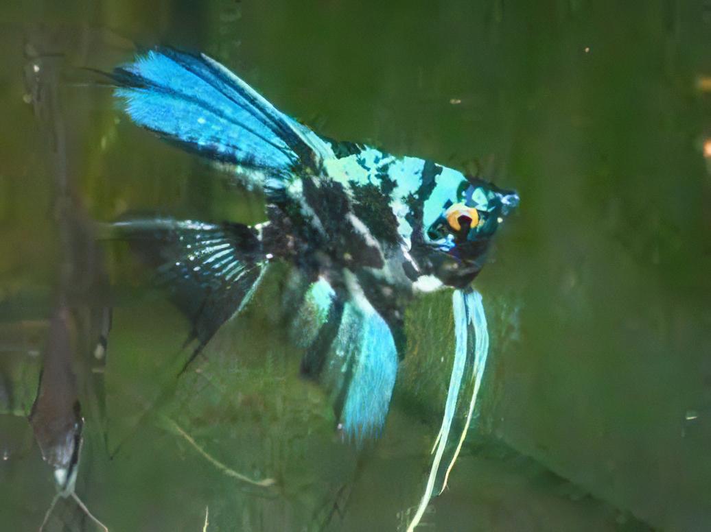 Blue Turquoise Marble Angelfish Pterophyllum Scalare 5cm - Real Aquatics
