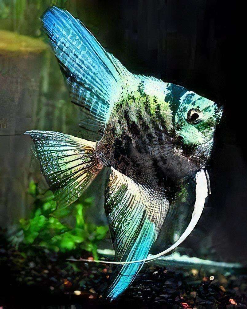 Blue Turquoise Marble Angelfish Pterophyllum Scalare 5cm - Real Aquatics