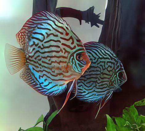 Turquoise Discus - Real Aquatics