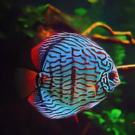 Turquoise Discus - Real Aquatics