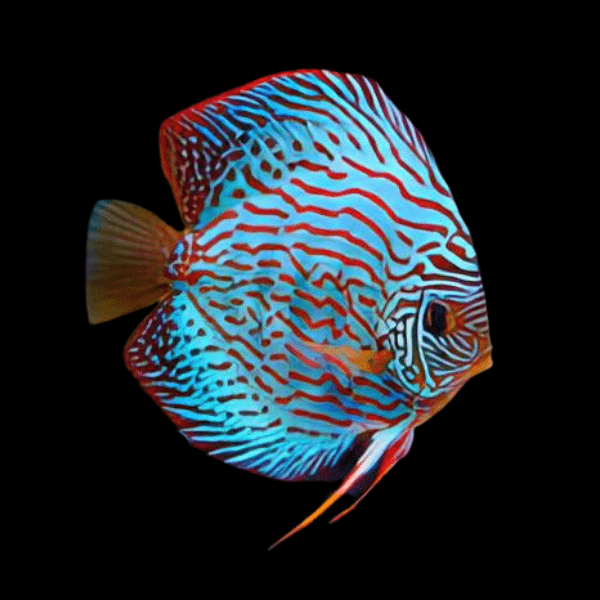 Turquoise Discus - Real Aquatics
