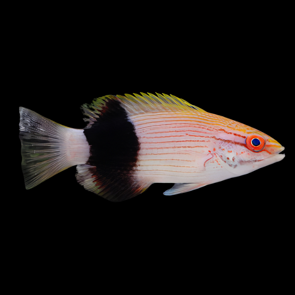 Tuxedo Hog Fish Bodianus Bilunulatus - Real Aquatics