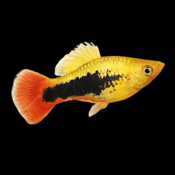 Tuxedo Platy Xiphophorus Maculatus 3cm - Real Aquatics