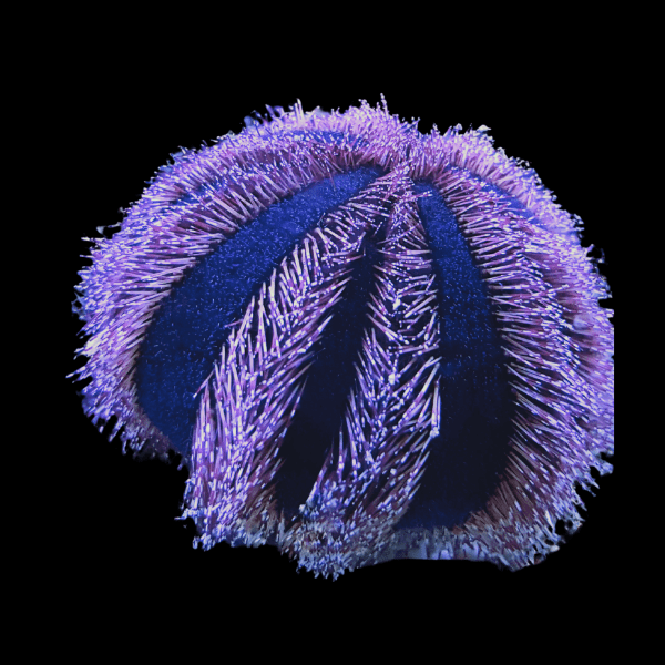 Tuxedo Urchin Mespilia Globulus - Real Aquatics