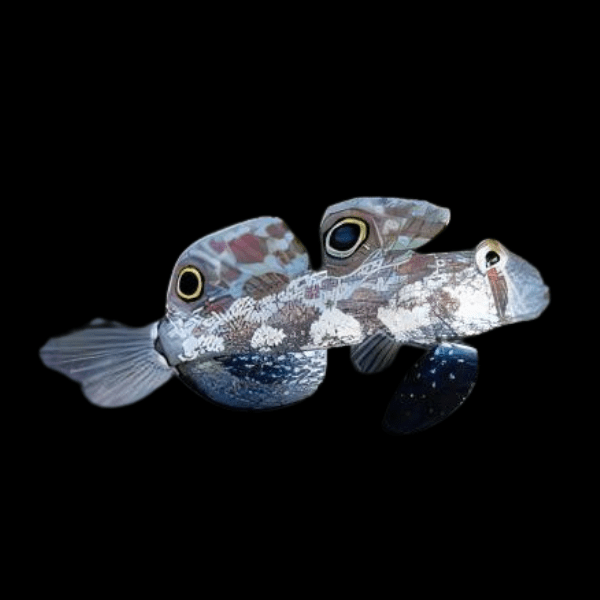 Twin Spot Goby Signigobius Biocellatus - Real Aquatics