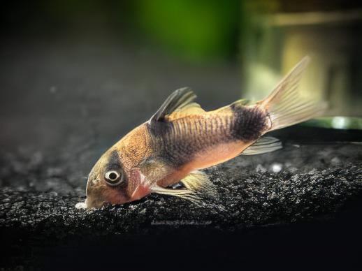 Two Saddle Corydoras Weitzmani Catfish 4cm - Real Aquatics