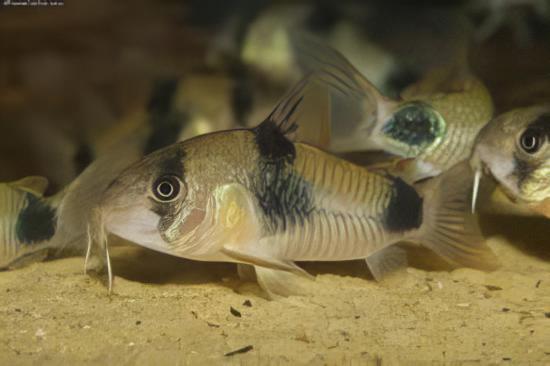 Two Saddle Corydoras Weitzmani Catfish 4cm - Real Aquatics