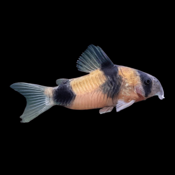 Two Saddle Corydoras Weitzmani Catfish 4cm - Real Aquatics