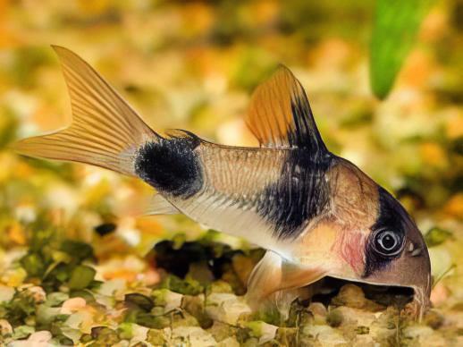 Two Saddle Corydoras Weitzmani Catfish 4cm - Real Aquatics