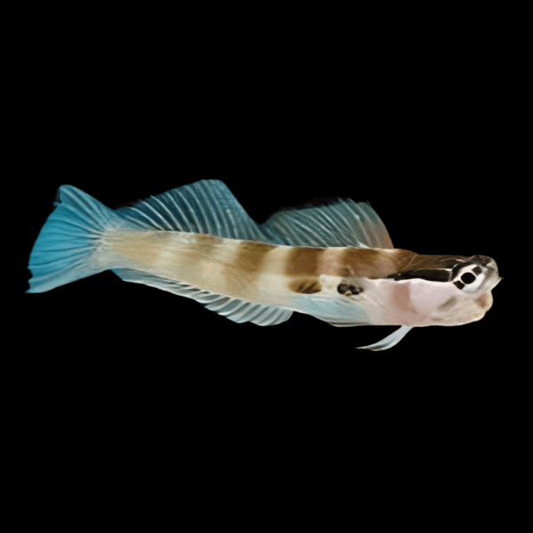 Two Spot Blenny Ecsenius Bimaculatus - Real Aquatics