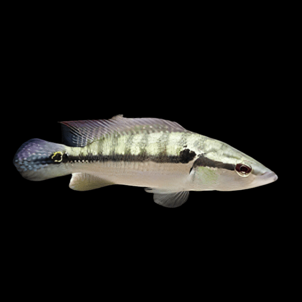 Two Spot Pike Cichlid Crenicichla Lepidota 10cm - Real Aquatics