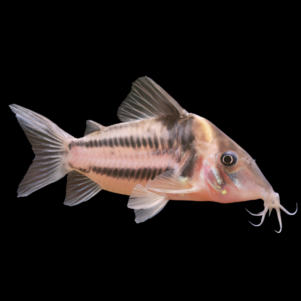 Two Stripe Corydoras Bifasciatus 3cm Catfish - Real Aquatics
