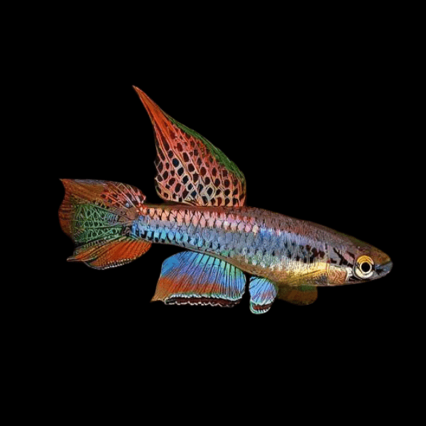 Two Stripe Lyretail Killifish Aphyosemion Bivittatum 3cm - Real Aquatics