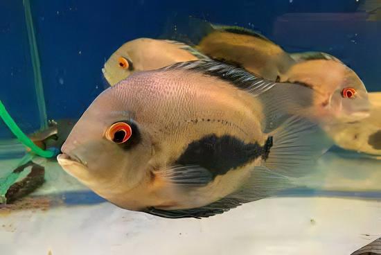 Uaru Triangle Cichlid Uaru Amphiacanthoides 5cm - Real Aquatics