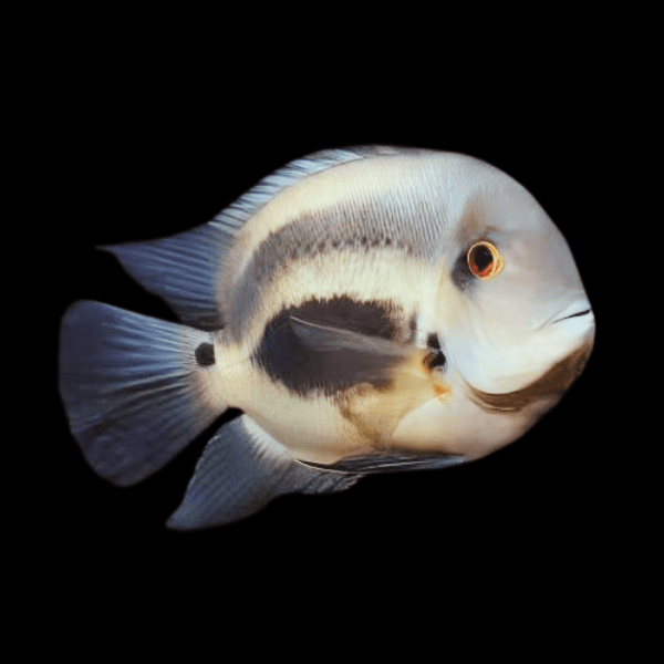 Uaru Triangle Cichlid Uaru Amphiacanthoides 5cm - Real Aquatics