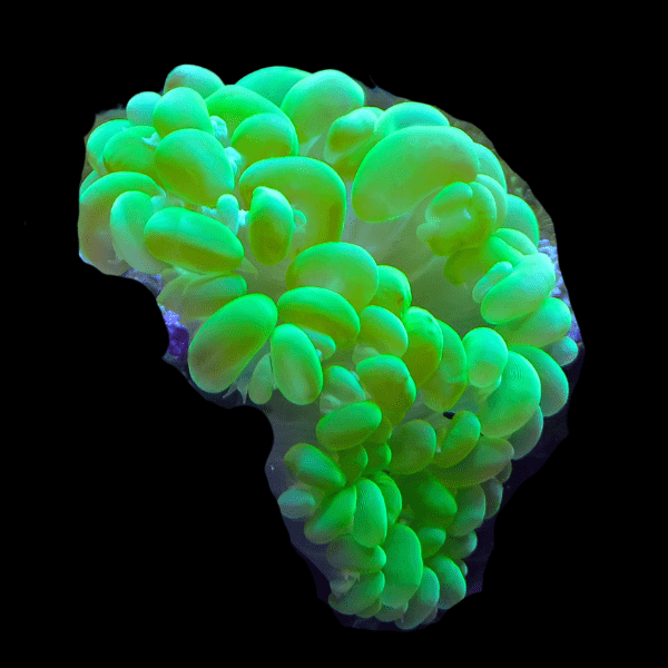 Ultra Green Bubble Hard Coral Plerogyra Sinuosa - Real Aquatics