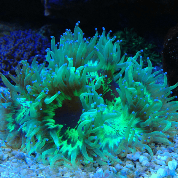Green Pink Tip Soft Coral Frag Catalaphyllia Jardinei - Real Aquatics