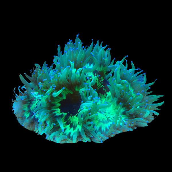 Green Pink Tip Soft Coral Frag Catalaphyllia Jardinei - Real Aquatics