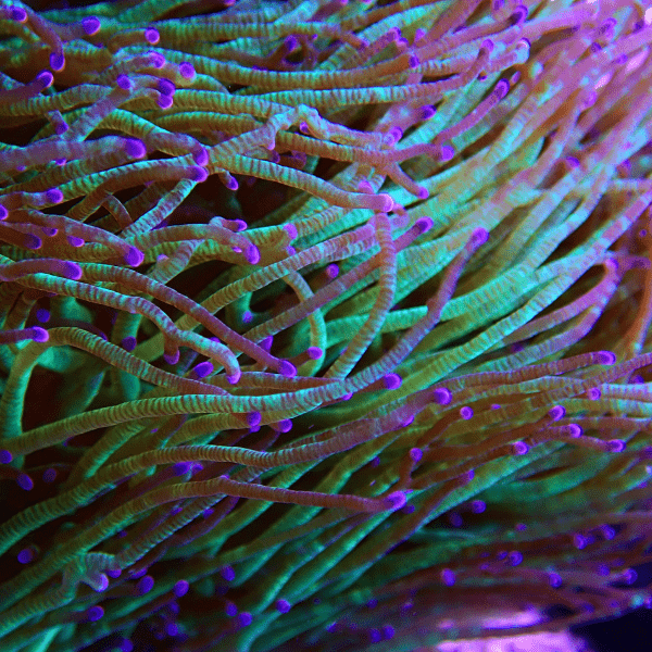 Green Pink Tip Soft Coral Frag Catalaphyllia Jardinei - Real Aquatics