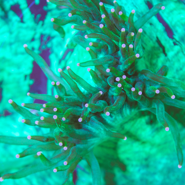 Green Pink Tip Soft Coral Frag Catalaphyllia Jardinei - Real Aquatics