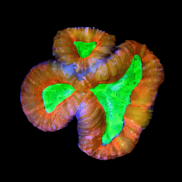 Ultra Toxic Lobophyllia Hard Coral - Real Aquatics
