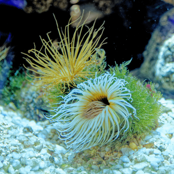 Ultra Tube Anemones Cerianthus Sp - Real Aquatics
