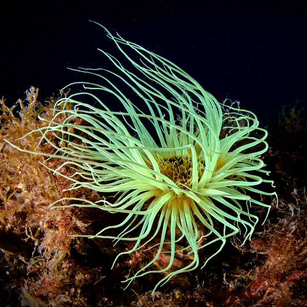 Ultra Tube Anemones Cerianthus Sp - Real Aquatics