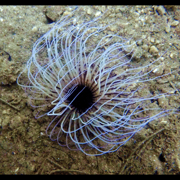 Ultra Tube Anemones Cerianthus Sp - Real Aquatics