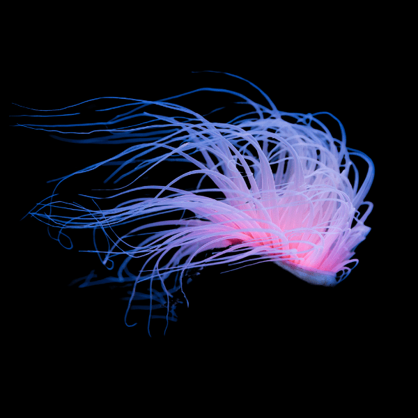 Ultra Tube Anemones Cerianthus Sp - Real Aquatics